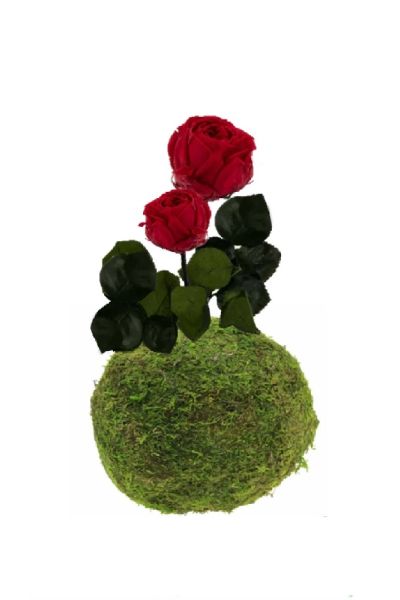 Kokedama rosa a stelo stabilizzato