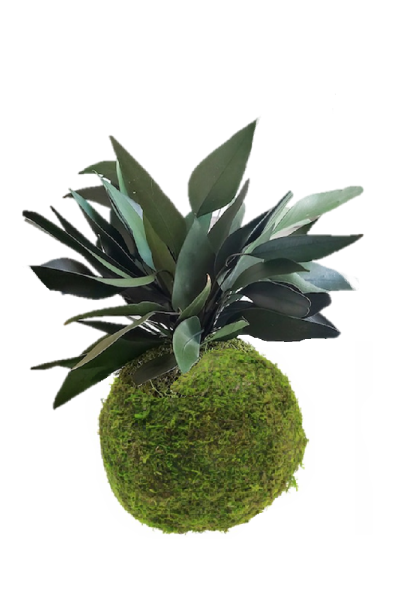 Kokedama eucalipto willow stabilizzato